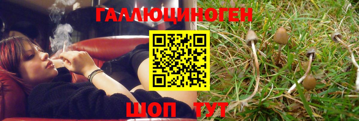 Псилоцибиновые грибы Magic Shrooms  Вход с VPN  Котовск  Галлюциногенные грибы Psilocybe 